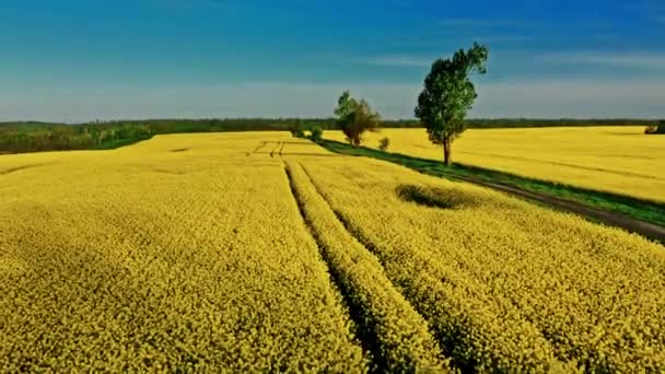 在阳光灿烂的春天 在乡间绽放着黄色的油菜地 波兰农业的空中观点 — 图库视频影像