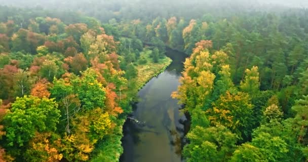 Rzeka Mglisty Las Jesienią Widok Lotu Ptaka Natura Polsce Europie — Wideo stockowe