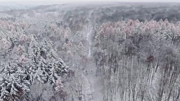 Luchtfoto Van Bos Met Sneeuw Landweg Winter Wilde Dieren Planten — Stockvideo