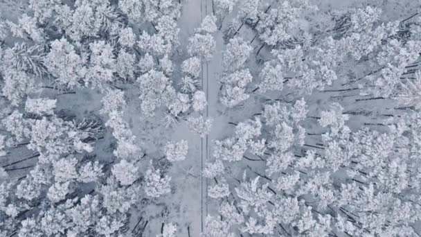 Luchtfoto Van Klein Weggetje Wit Bos Winter Bomen Zijn Bedekt — Stockvideo