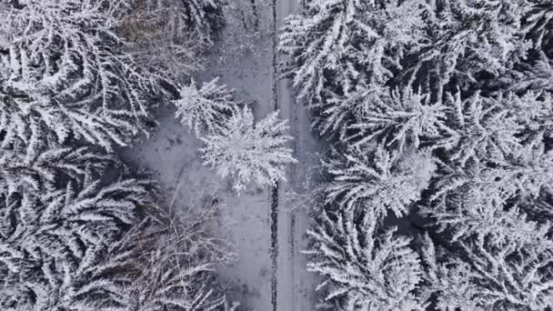 Luchtfoto Van Bevroren Bos Pad Polen Bomen Zijn Bedekt Met — Stockvideo