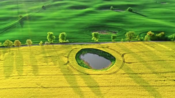Yellow Rape Fields Poland Countryside Aerial View Agriculture Poland — Stock Video