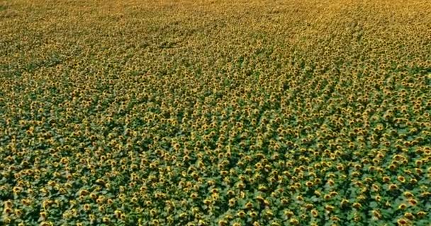 Yellow Sunflower Field Aerial View Agriculture Poland Europe — стоковое видео