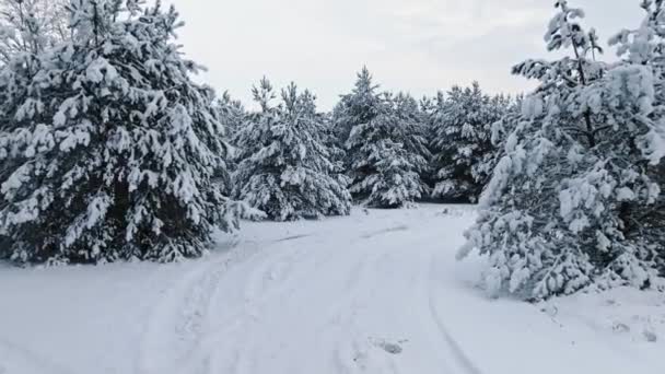 Luchtfoto Van Landweg Besneeuwd Bos Winter Sneeuwrijke Winter Natuur — Stockvideo