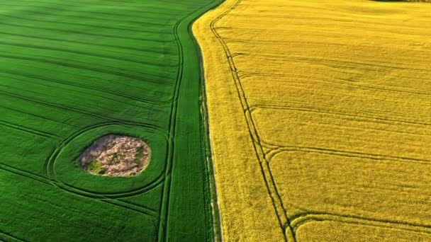 Половина Жовтого Зеленого Поля Сільській Місцевості Навесні Сільське Господарство Польщі — стокове відео