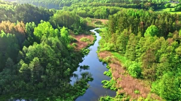 春天日出时的河流和绿林 波兰的空中自然景观 — 图库视频影像