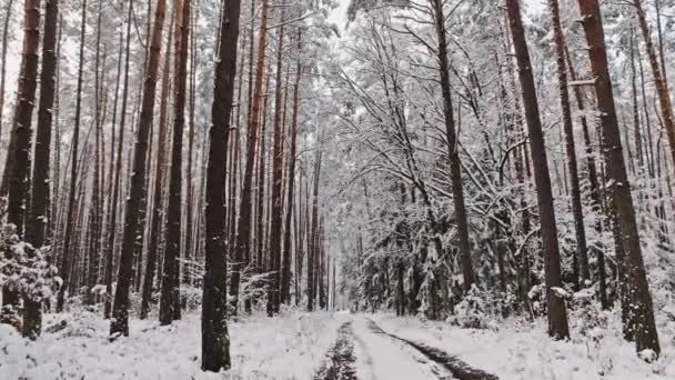 Foresta Con Neve Strada Campagna Polonia Inverno Nevoso Nella Natura — Video Stock
