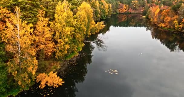 Rivier Herfstbos Polen Europa Luchtfoto Van Natuur — Stockvideo