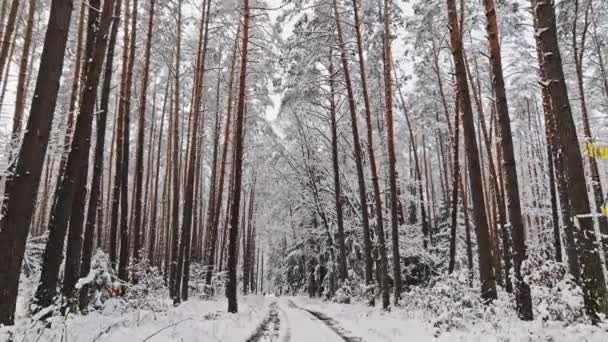 Hutan Salju Dan Jalan Negara Polandia Salju Musim Dingin Alam — Stok Video