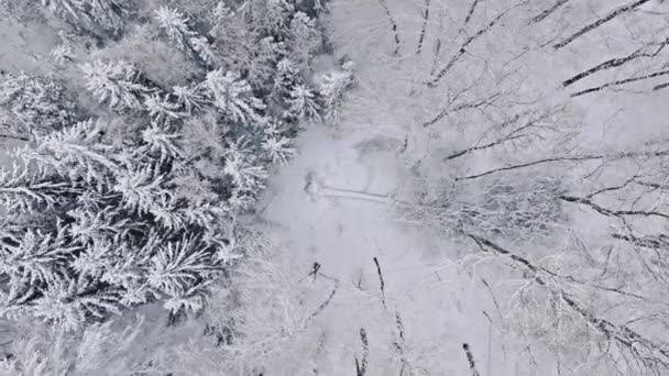 Luchtfoto Van Besneeuwd Bos Winter Polen Wilde Dieren Planten Winter — Stockvideo