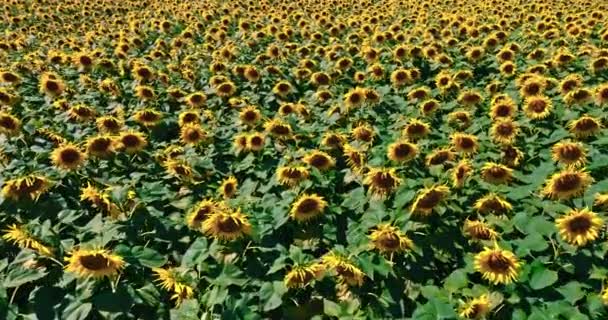 Yellow Blooming Sunflower Field Aerial View Agriculture Poland Europe — Vídeo de Stock
