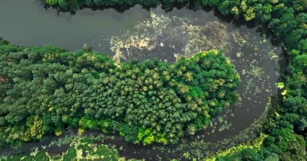Вгорі Вид Річку Ліси Повітряний Вид Дикої Природи Польщі — стокове відео