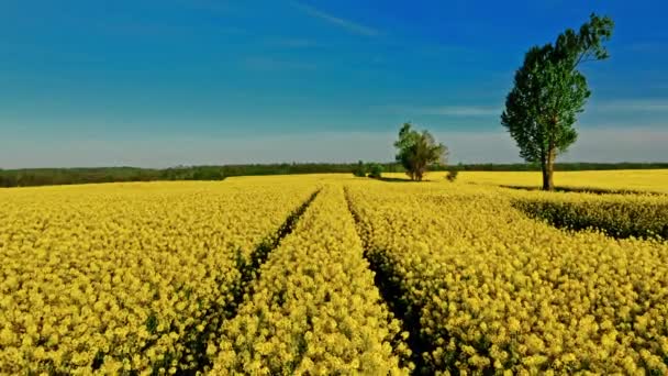 Blooming Rape Field Countryside Sunny Spring Aerial View Agriculture Poland — 图库视频影像