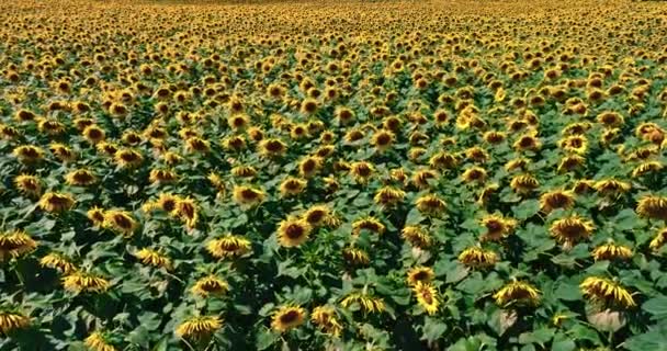 Aerial View Agriculture Blooming Sunflower Field Poland Europe — Vídeo de Stock