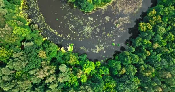 Вид Сверху Реку Зеленые Леса Вид Воздуха Дикую Природу Польше — стоковое видео