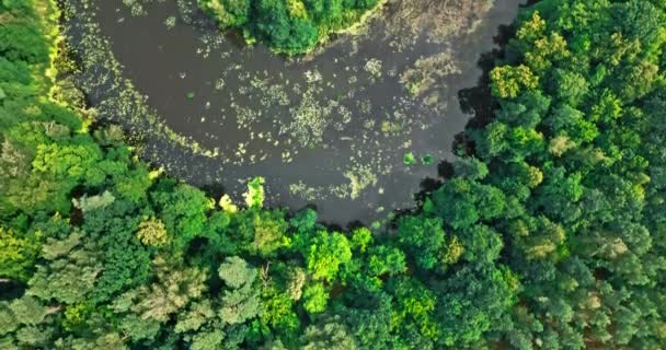 Rio Florestas Verdes Verão Vista Aérea Vida Selvagem Polônia — Vídeo de Stock