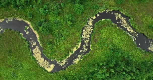 Вид Сверху Болота Речку Летом Вид Воздуха Природу Польше — стоковое видео