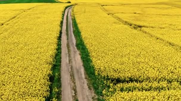 Floreciente Campo Colza Carretera Rural Primavera Polonia Vista Aérea Agricultura — Vídeos de Stock