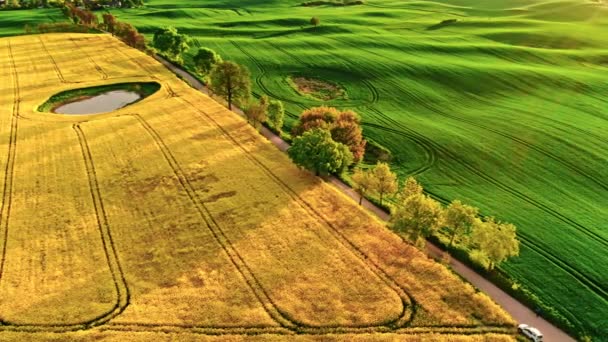 Green Yellow Fields Sunrise Aerial View Agriculture Poland — Stock Video