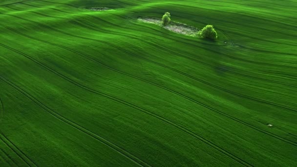 波兰春天日出时的绿地 波兰农业的空中观点 — 图库视频影像