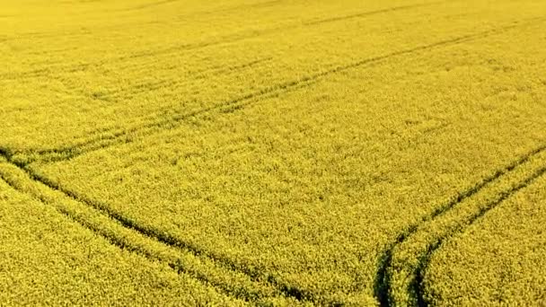 波兰春天开花结果的油菜地 波兰农业的空中观点 — 图库视频影像