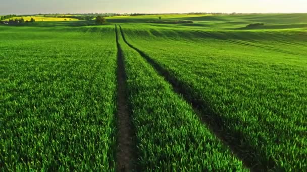 日出时分的乡间绿地鸟瞰 波兰农业的空中观点 — 图库视频影像