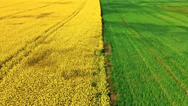 Blooming Rape Field Country Road Spring Aerial View Agriculture Poland — Stock Video