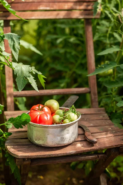 Tomates Verdes Vermelhos Panela Alumínio Rústico Legumes Orgânicos Jardim Casa — Fotografia de Stock