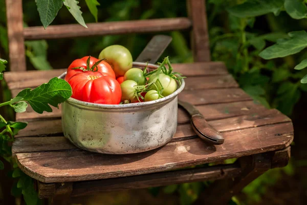 Tomates Saudáveis Saborosos Estufa Rústica Legumes Caseiros Jardim — Fotografia de Stock
