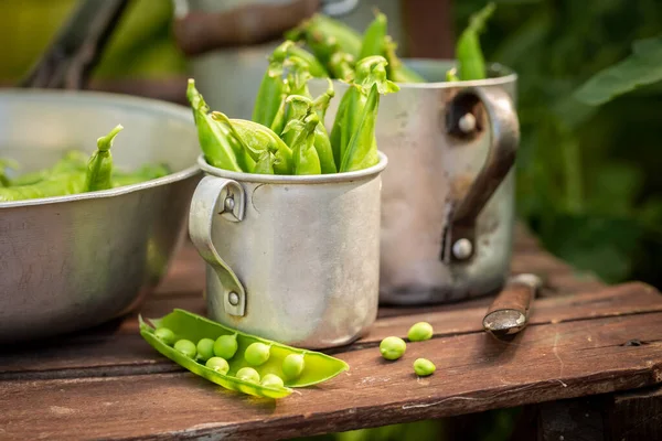 Gesunde Und Schmackhafte Grüne Erbsen Frisch Gepflückt Gewächshaus Hausgemachtes Gemüse — Stockfoto