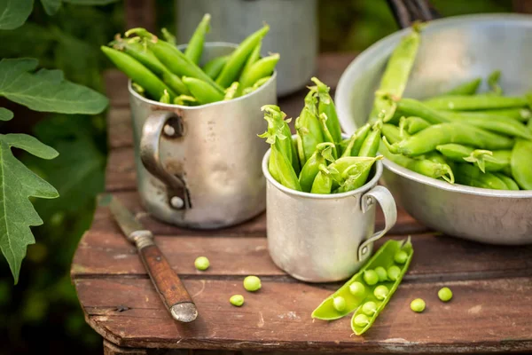 Gesunde Und Schmackhafte Grüne Erbsen Einem Rustikalen Gewächshaus Hausgemachtes Gemüse — Stockfoto