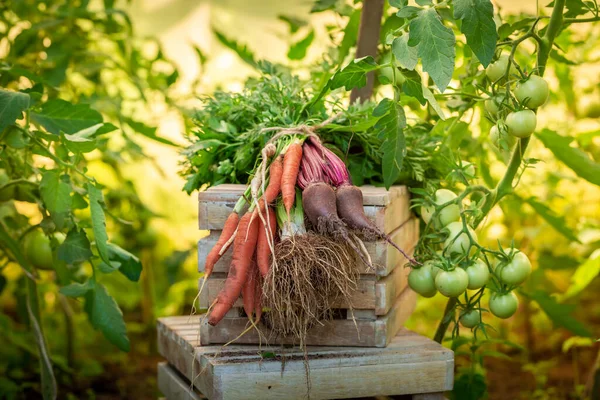 菜园里新鲜采摘的味道鲜美的蔬菜 家庭菜园里的有机蔬菜 — 图库照片