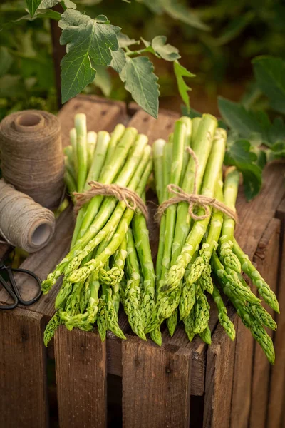 Asperges Vertes Fraîches Saines Cultivées Dans Votre Propre Jardin Légumes — Photo
