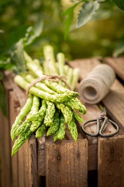 Bahçeden Yeni Toplanmış Taze Sağlıklı Yeşil Kuşkonmaz Bahçede Yetiştirilmiş Sebzeler — Stok fotoğraf