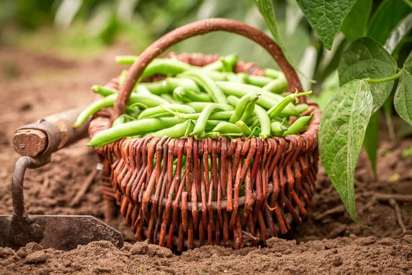 Здорові Сирі Зелені Боби Старому Плетеному Кошику Органічні Овочі Домашньому — стокове фото