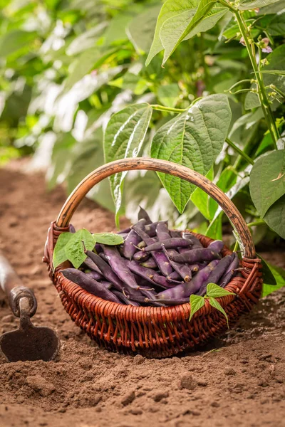 Свежие Вкусные Фиолетовые Бобы Выращенные Саду Домашние Овощи Саду — стоковое фото