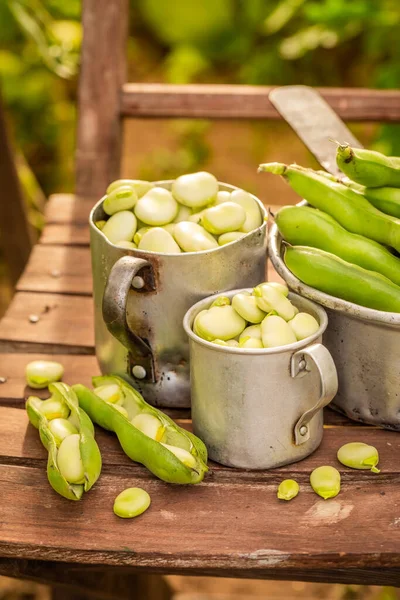 あなた自身の庭で栽培された健康的で生態学的に広い豆 家庭菜園の有機野菜 — ストック写真