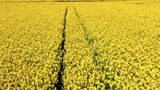 Country Road Yellow Rape Field Poland Aerial View Agriculture Poland — Stock Video