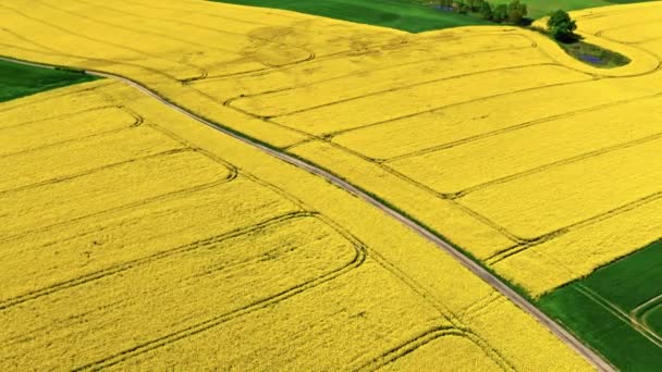 Campo Violación Amarillo Floreciente Carretera Rural Polonia Vista Aérea Agricultura — Vídeos de Stock