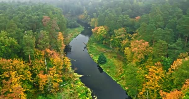 Rzeka Mglisty Las Jesienią Widok Lotu Ptaka Natura Polsce Europie — Wideo stockowe