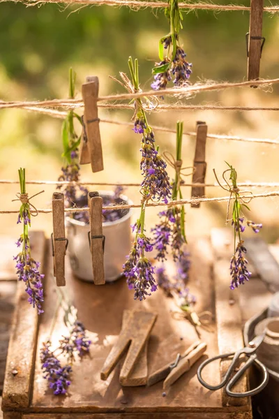 Green Purple Lavender Hanging Clasps Line Home Garden Full Flowers — Stock Photo, Image