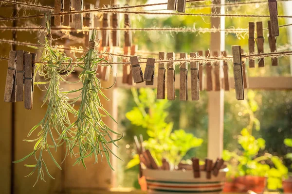 stock image Freshly harvested herbs in herbal dryer dried on laundry lines. Drying room for herbs in the countryside in the garden.