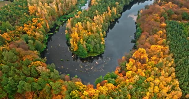 Sárga Erdő Folyó Ősszel Lengyelország Európa Természet Légi Rálátása — Stock videók