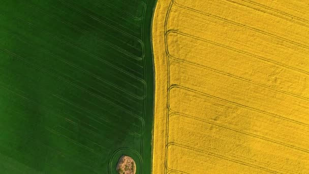 Pohled Shora Dolů Zelené Žluté Pole Jaře Letecký Pohled Zemědělství — Stock video