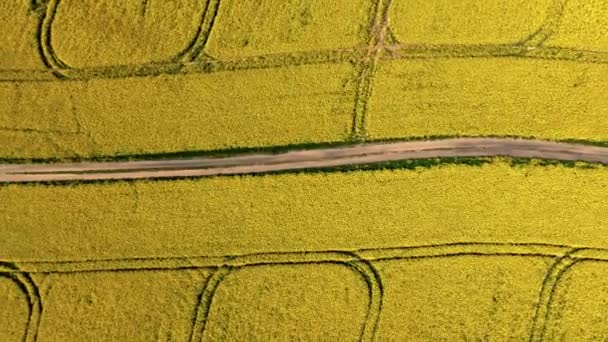 Gran Campo Violación Amarilla Floreciente Carretera Rural Polonia Vista Aérea — Vídeos de Stock