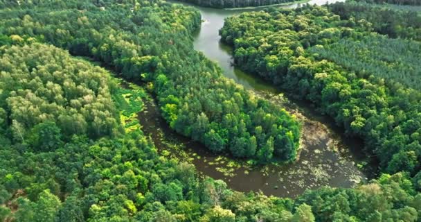 Примхлива Річка Ліси Дика Природа Польщі Повітряний Вид Природи — стокове відео