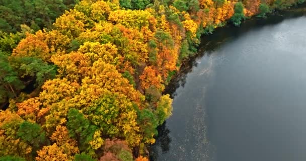 Jesienny Kolorowy Las Mała Rzeka Polsce Europie Widok Lotu Ptaka — Wideo stockowe