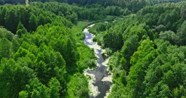 Gün Doğumunda Yeşil Orman Arasında Bir Nehir Polonya Avrupa Doğanın — Stok video