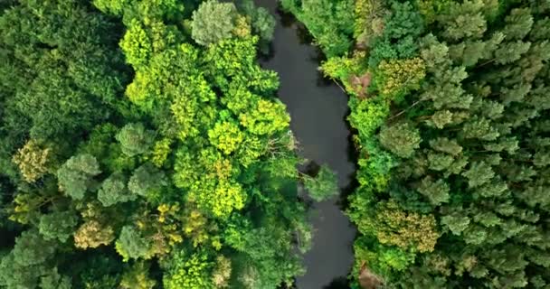 Річкові Зелені Ліси Влітку Дика Природа Польщі Аерофотозйомка Природи — стокове відео