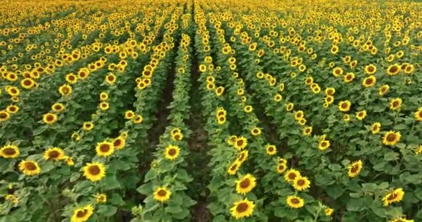 Blühendes Sonnenblumenfeld Sommer Polen Landwirtschaft Polen — Stockvideo